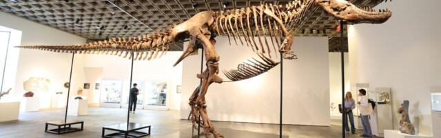 The Most Expensive Dinosaur Fossil in History Is Now a T. Rex Named Gus