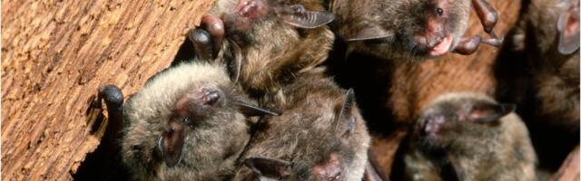 California Teacher Dies From Rare Rabies Infection After Bat Encounter in Classroom