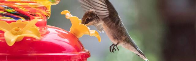 It’s Peak Season for Birdwatchers to Spot Migratory Hummingbirds, and Our Favorite Feeder Is on Sale