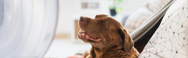 8 Pet Tech Solutions for Heatwaves, Anxiety and More