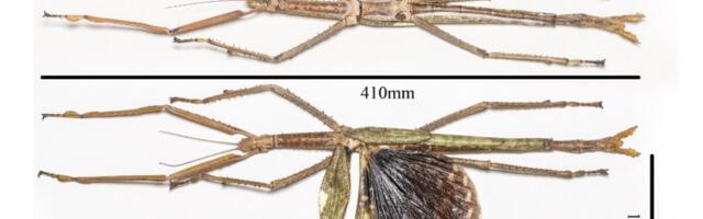 Horrifyingly Huge New Stick Insect Discovered Exactly Where You Think