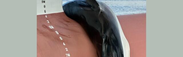 Authorities Investigating Gruesome Death of Whale Found on a Ship in New Jersey