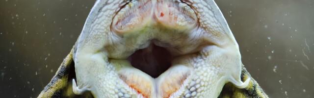 Cymothoa exigua is a parasitic crustacean that enters a fish through its gills, severs the blood vessels of its tongue until the tongue falls off, and then attaches itself in the empty socket where it functions as a working replacement tongue for the rest of the fish’s life