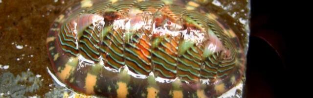 The Bizarre Biological Trick That Makes Mollusk Teeth Tougher Than Steel
