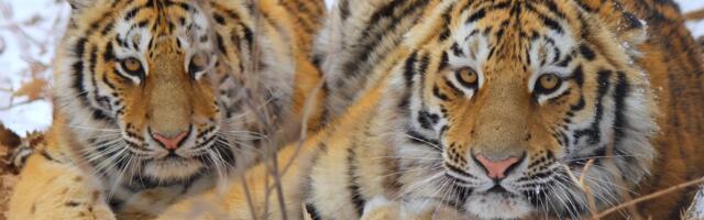 IUCN study offers hope for Tiger Recovery Despite Depletion