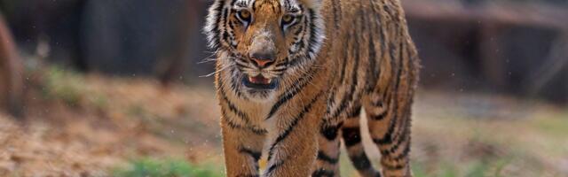 $50 billion Tiger Global is returning to its concentrated, 'high-conviction' roots in its latest private fund