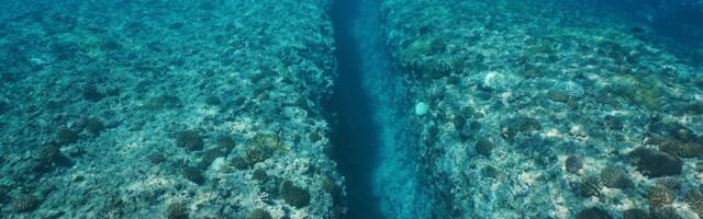 The Mariana snailfish lives nearly 8,000 metres below the Pacific surface at pressures that would crush a submarine, and survives because its bones are partly unossified and its cells are packed with a molecule called TMAO that keeps proteins from collapsing