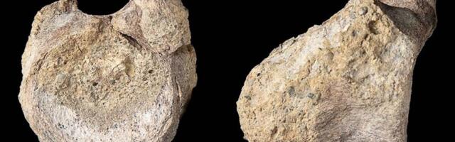 This Fossil Sat in a Drawer for 40 Years. Now It’s Changing What We Know About Dinosaurs in Antarctica