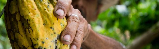 Social Solver launches new innovation for cocoa production