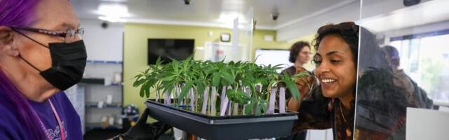 Chronic financial woes for cannabis dispensaries have led this Bay Area city to consider a tax holiday