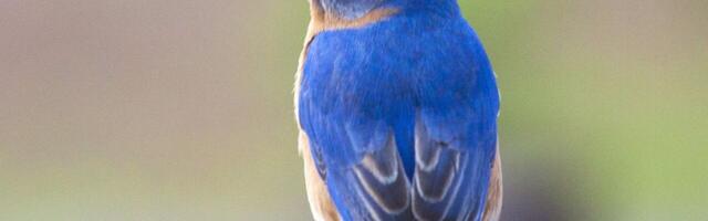 Bluebird-inspired material could boost battery life