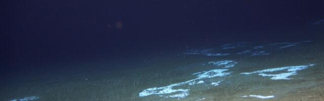 See the bizarre life forms scientists discovered more than 30,000 feet under the Pacific Ocean