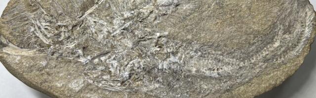 This Is the First Extinct Species Ever Found in Fossilized Barf—and It’s a Pterosaur