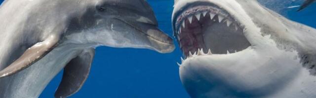 Распознавание изображений локальными LLM