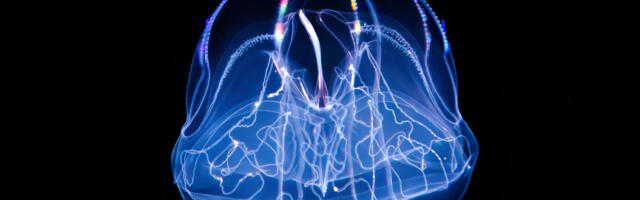 Injured comb jellies can fuse into a single organism