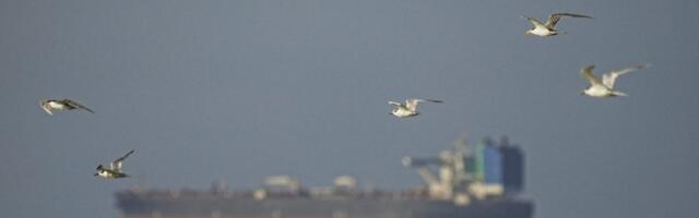 US-Iran ceasefire brings little relief as Hormuz shipping barely moves