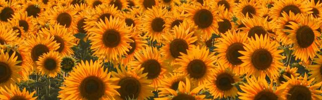 Seeds of Bravery, €12M in Grants and 300+ Ukrainian Startups