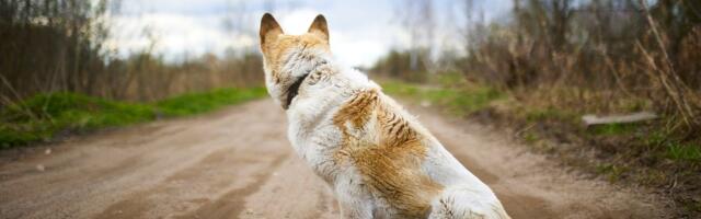 The case against pet ownership