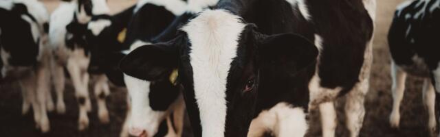 Avian flu: USDA to begin expanded testing of milk supply in 6 states, including California