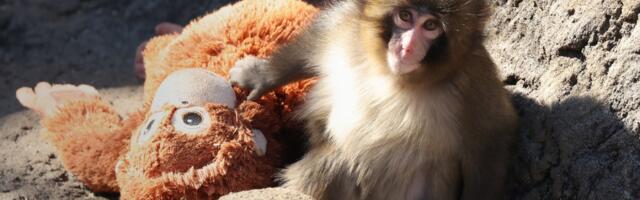 Punch the monkey needs more than your love