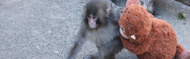 The internet demanded another Punch update. So heres how hes doing.