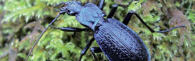 Blue Ground Beetle, rare beetle discovered on Dartmoor