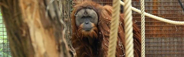 We’re discovering new species faster than ever — and it might be our best chance to save them