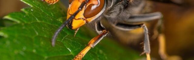 Invasive Murder Hornet Gone From the U.S., Officials Confirm