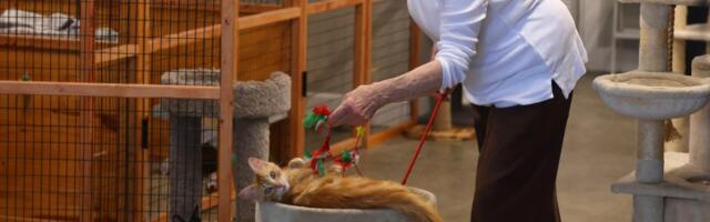 Walnut Creek ‘cat lady’ leads non-profit’s efforts to reduce cat overpopulation