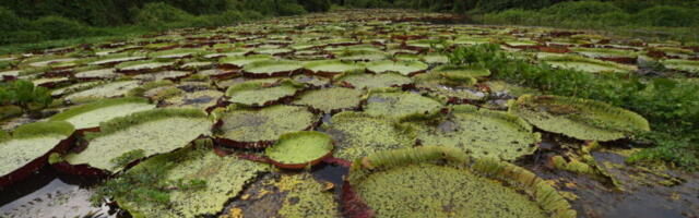 Climate change feedbacks lead to surge in natural methane emissions