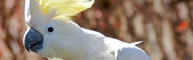 Cockatoos know 30 distinct dance moves