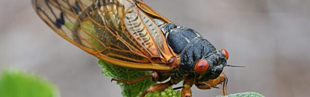 Can’t Stand Cicada Season? Here’s How I’m Going to Handle the Cicada Ruckus This Year