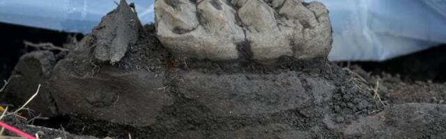 New York Man Digs Up Mastodon Fossil in His Backyard