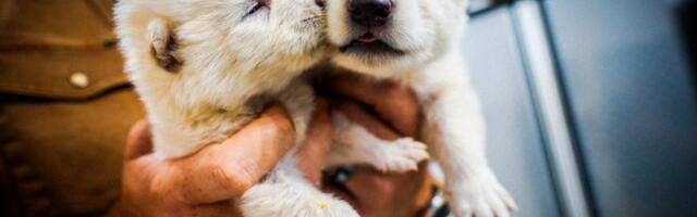 These fluffy white wolves explain everything wrong with bringing back extinct animals