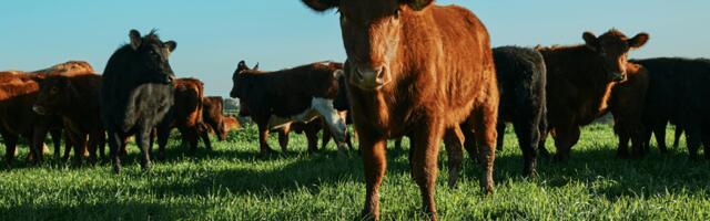 New €700,000 initiative expands climate-neutral tech on dairy farms