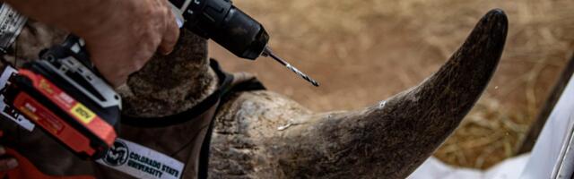 Scientists Inject Radioactive Material Into Live Rhino Horns Making Them Poisonous to Humans