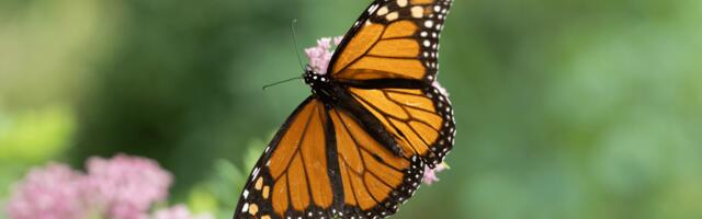 The most miraculous animal migration is happening in the middle of New York City