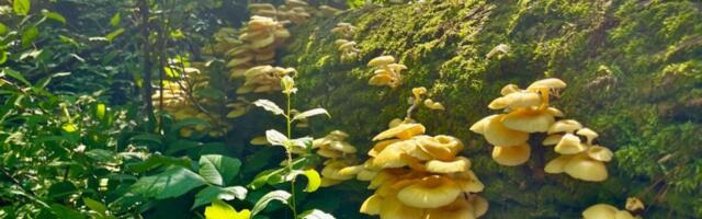 A Popular Gourmet Mushroom Is Escaping Gardens and Invading US Forests