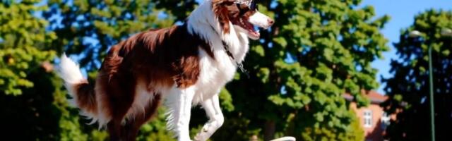 OpenAI plans to shut down Sora just 15 months after its launch