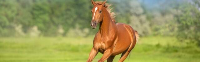 The Genetic Trick That Helped Humans Ride Horses