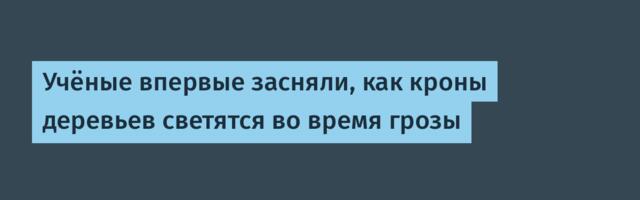 [Перевод] Учёные впервые засняли, как кроны деревьев светятся во время грозы