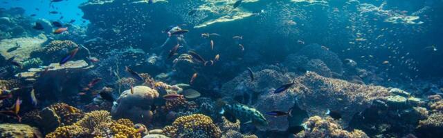 Ocean 14 captures €130 million for marine impact fund