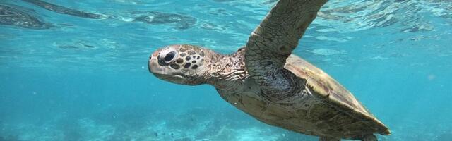 Good News! Endangered Sea Turtle Populations May Be Recovering