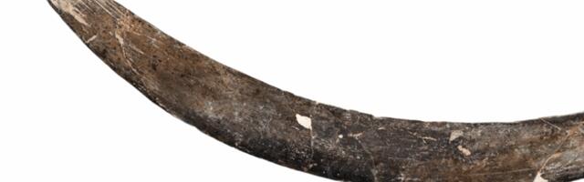 A mammoth tusk boomerang from Poland is 40,000 years old