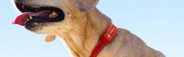 SATELLAI Collar is pushing the boundaries of dog safety and health care with PetSense AI