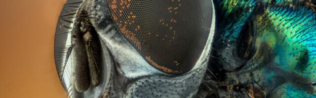 UK flying insects have declined by nearly 60%