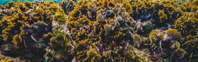 Grassroots Movement Protects 200 km² of Puerto Rico’s Ocean Ecosystems