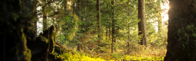 Call for the Natural Capital approach to be included in the Global Biodiversity Framework and COP15 talks