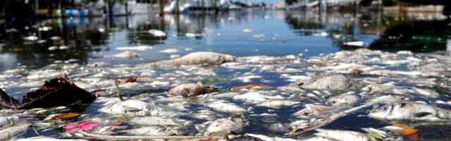 Why this toxic algae is quietly ruining all your beach days