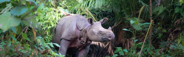 Sighting of Newborn Calf Sparks Hope for World’s Most Endangered Rhino